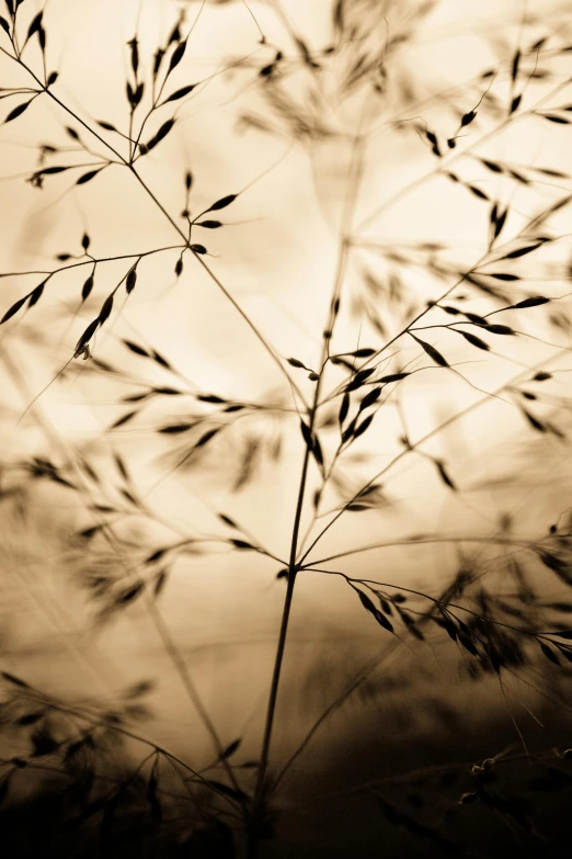 sepia pograph of grass in the sun