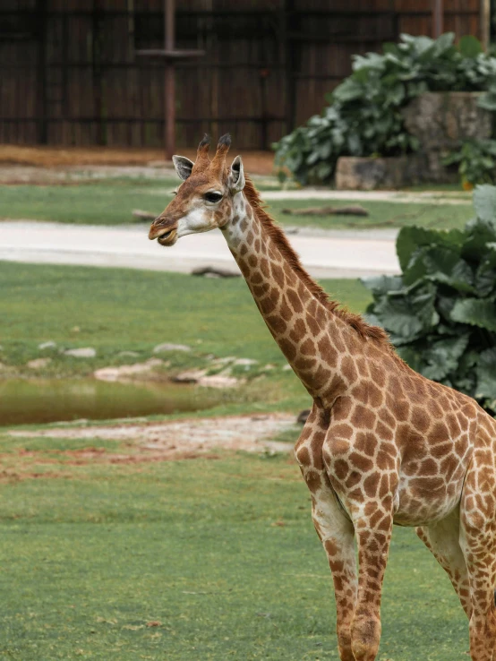 there is a very tall giraffe standing in the grass