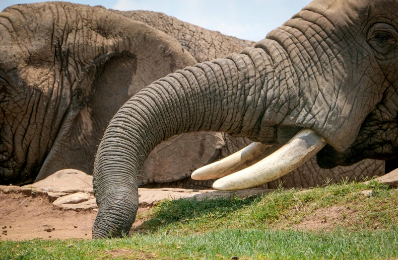 two elephants are in an enclosure, with large, wrinkled tusks