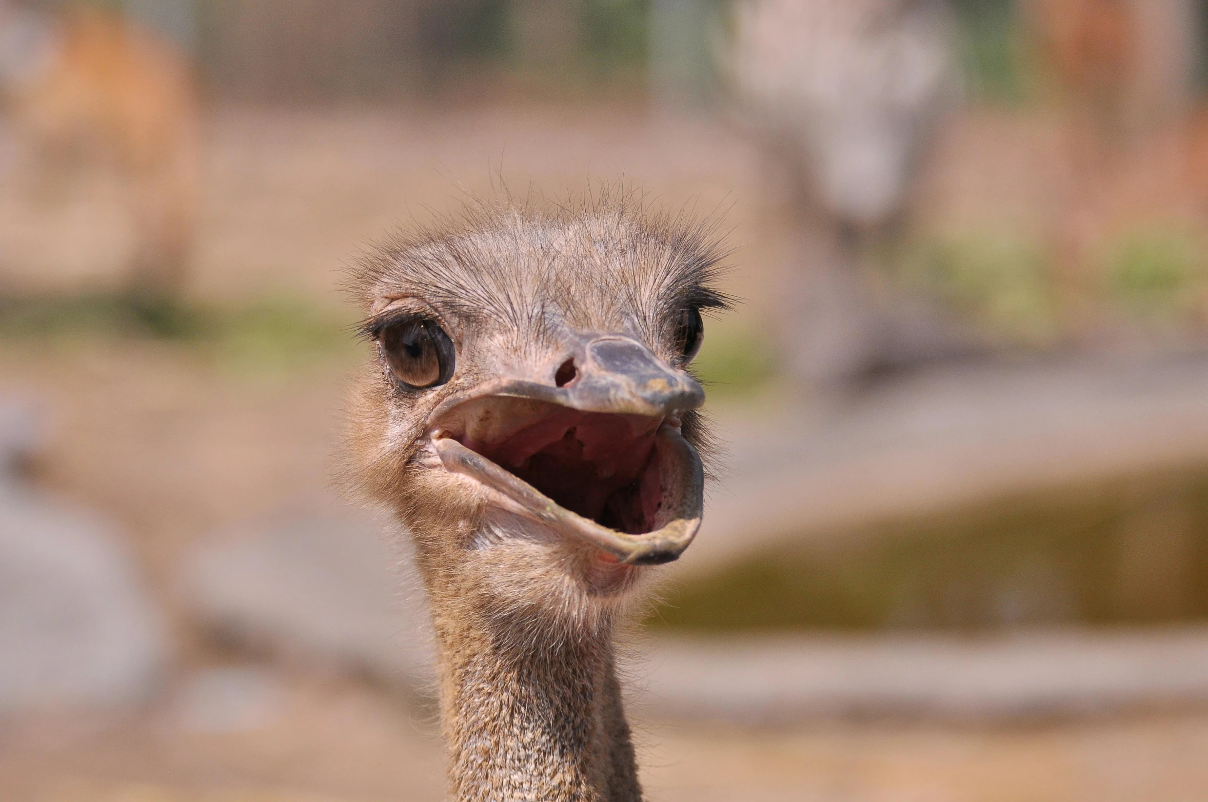 an ostrich's head and eye are shown