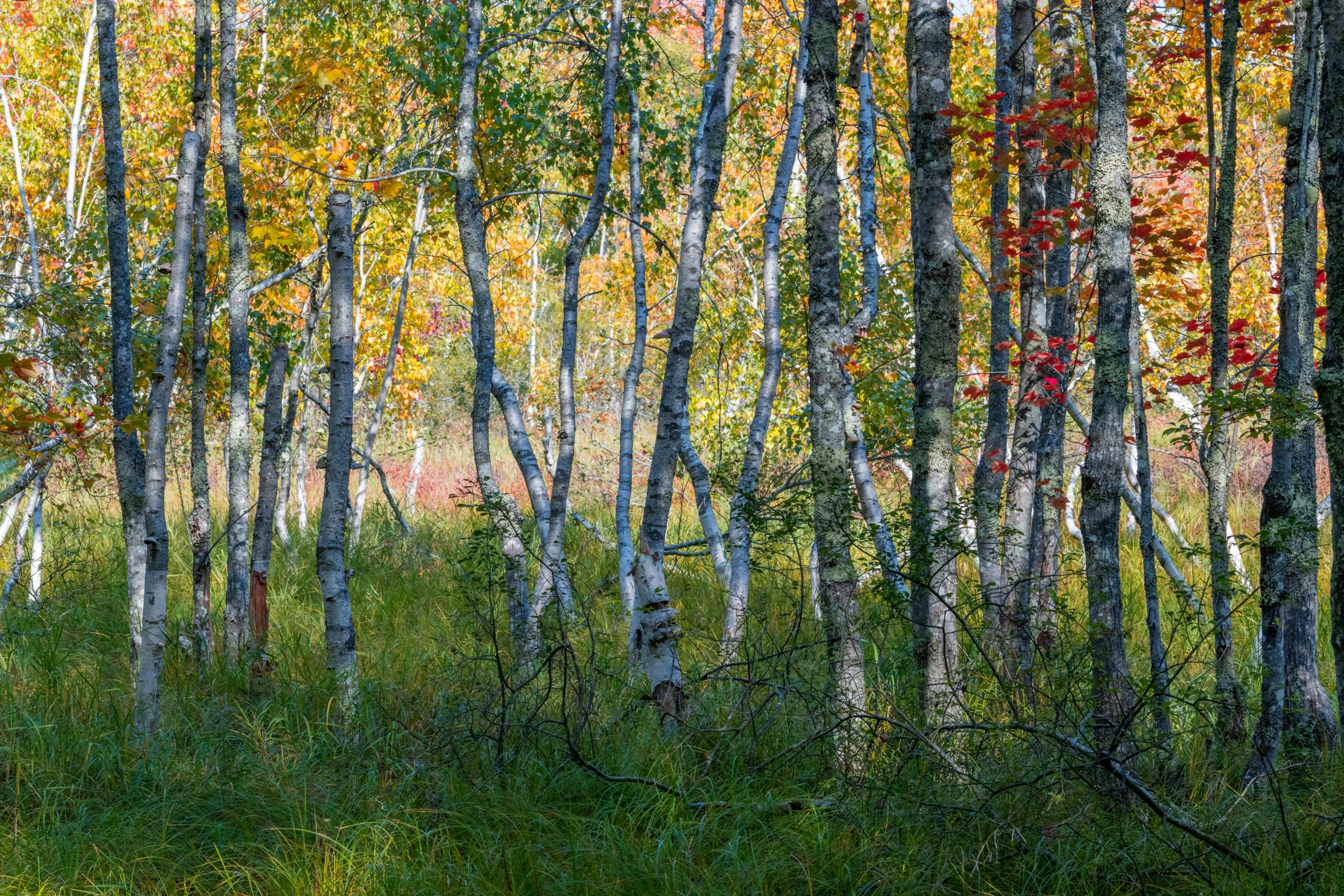 an image of an autumn forest scene with red leaves