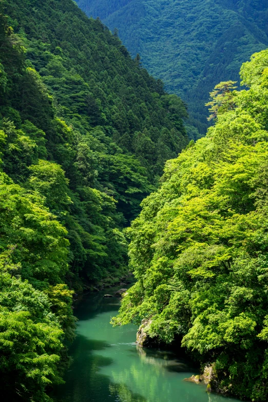 the trees and water in this mountain stream