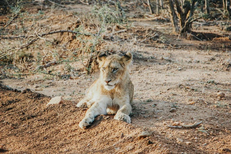 a lion lying on the ground in a wild animal park