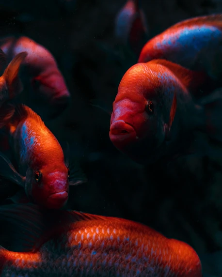 red fish with blue tail swimming together
