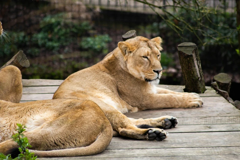two lions sit on a deck in their enclosure