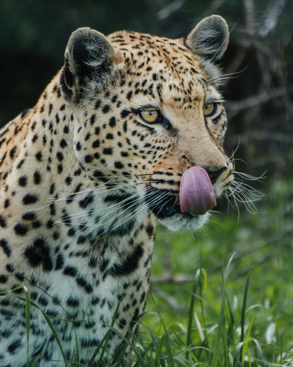 an adult leopard standing in tall grass with its tongue out