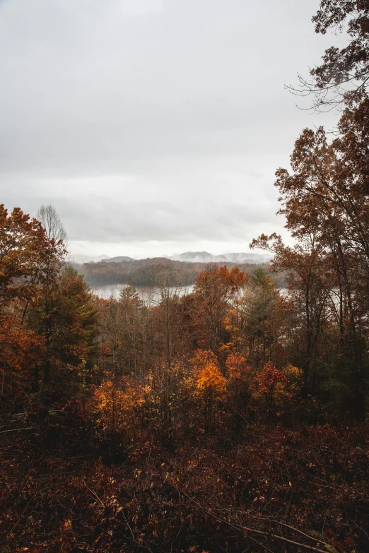 the view from a hill, over the fall trees