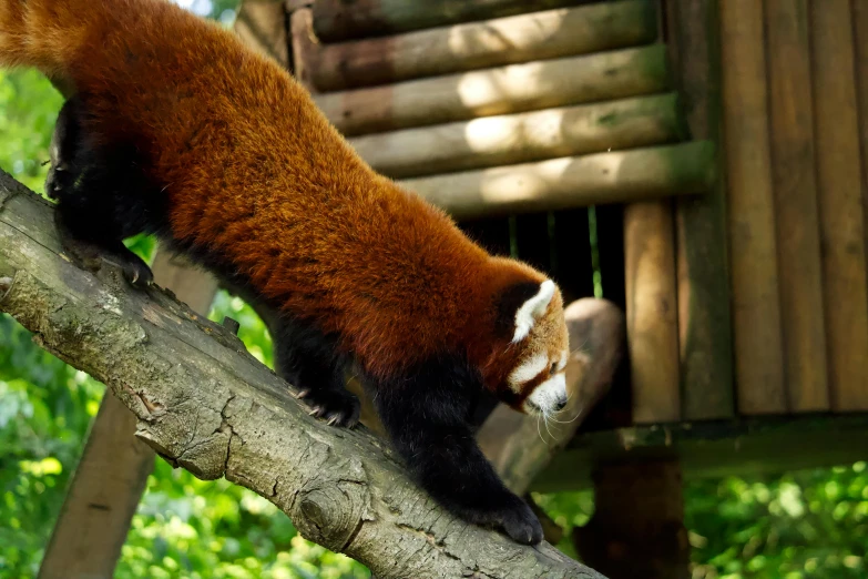 red panda climbing up a tree nch in a forest