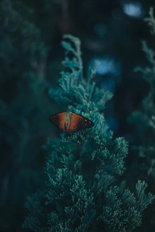 an orange erfly on green grass with blue eyes