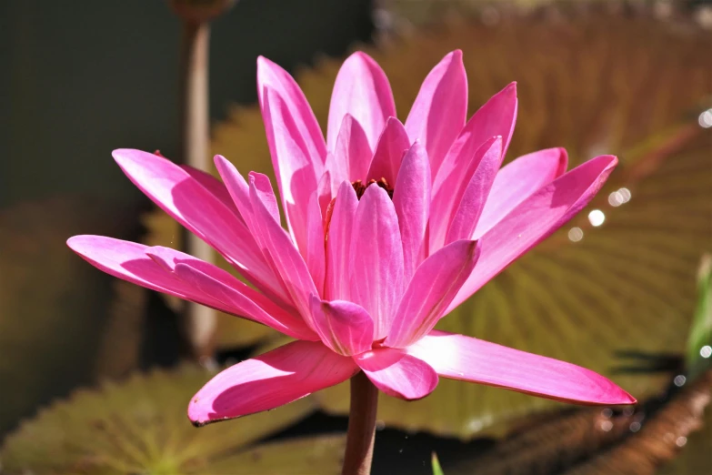 a pink flower blooming from green stems in a pond