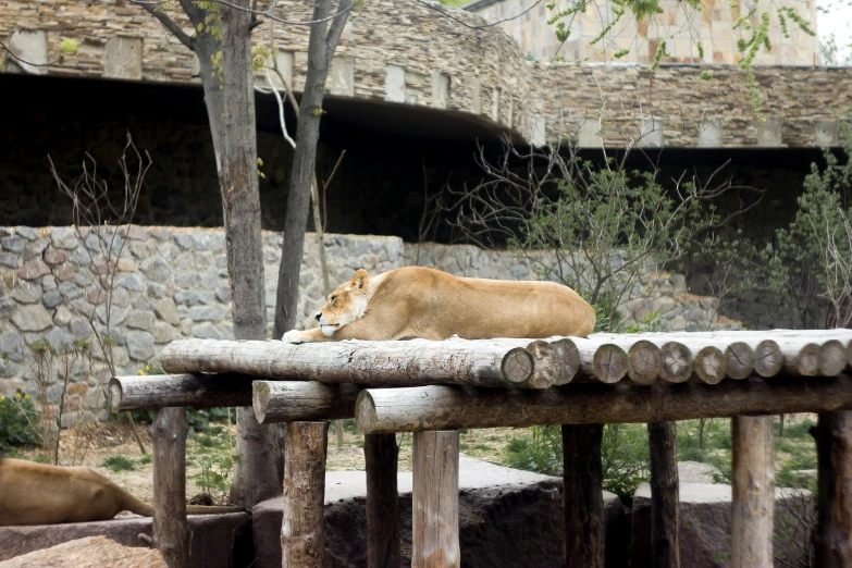 a large animal laying down on the ground