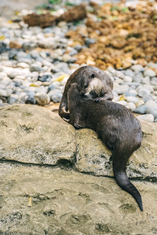 an animal sitting on a rock laying down