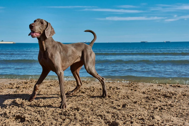 a dog standing on a sandy beach next to the ocean