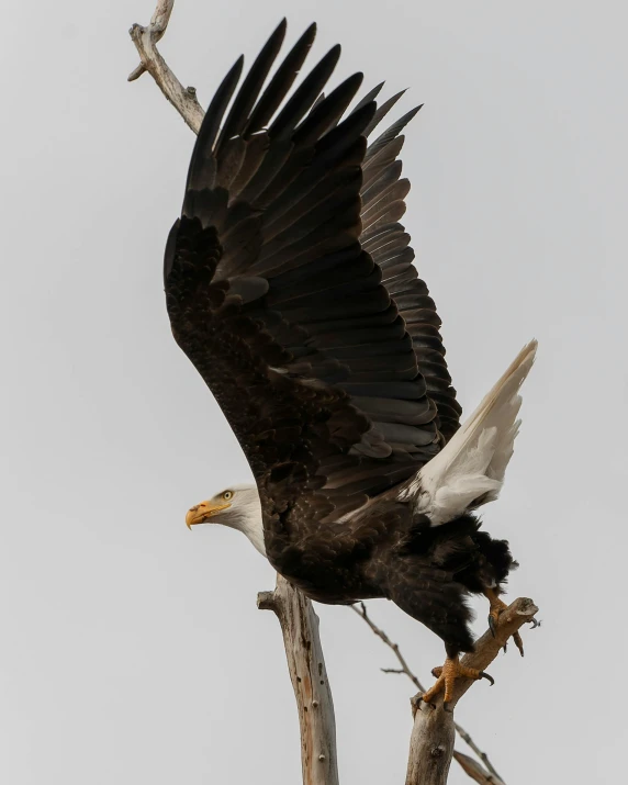 an eagle is perched on a limb while another bird looks up