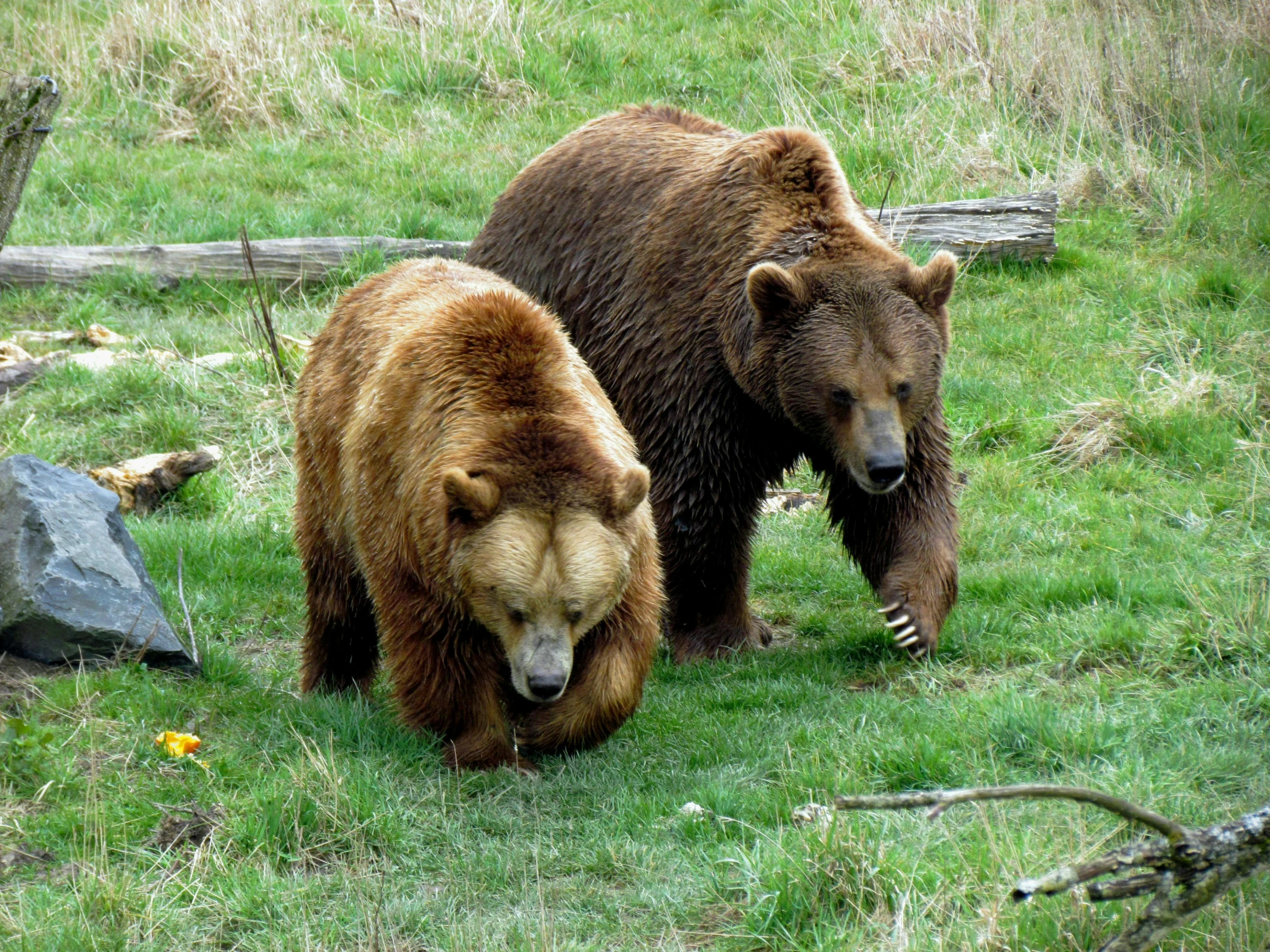 two brown bears standing next to each other on top of a lush green field