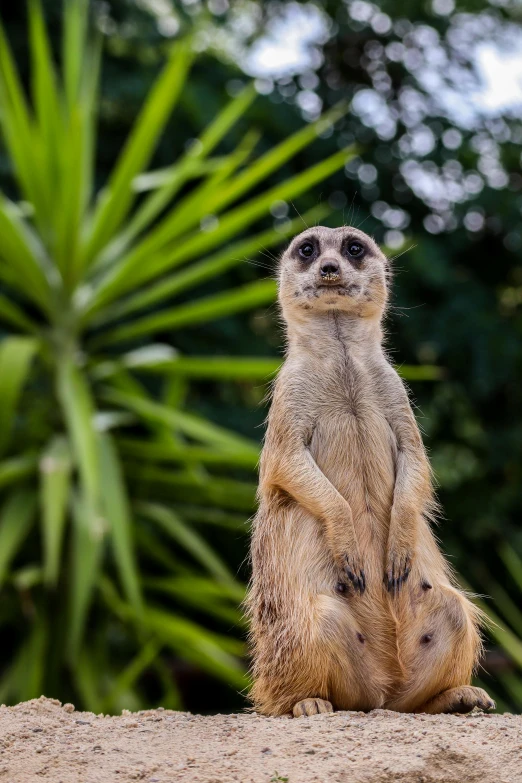 a small dog stands on the sand in front of some trees