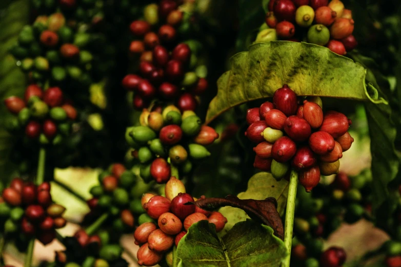 coffee berries on a tree with green leaves