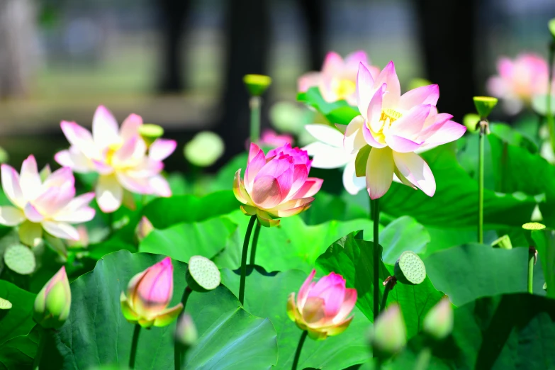 several pink lotus flowers are in the green leaves
