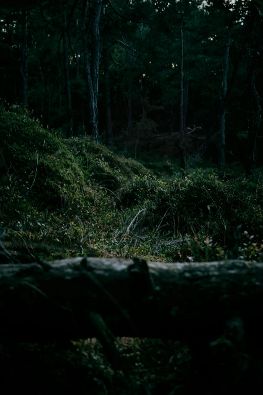 a grassy field surrounded by trees with bright lights shining on the trees