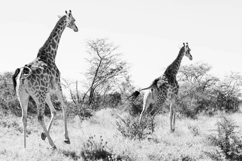 two giraffes are standing in the woods