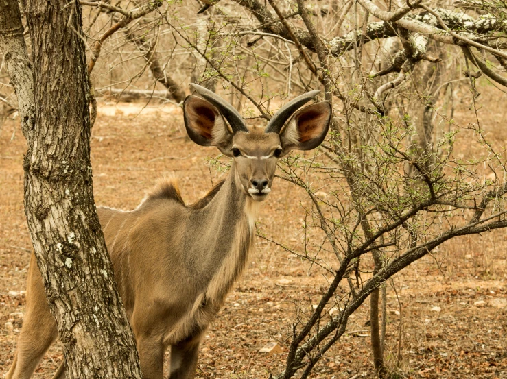 an animal that is standing next to some trees