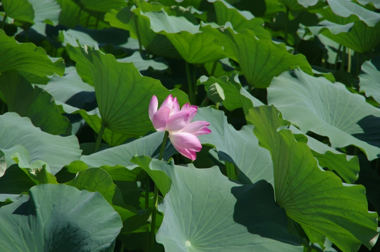 a single pink flower growing among large green leaves