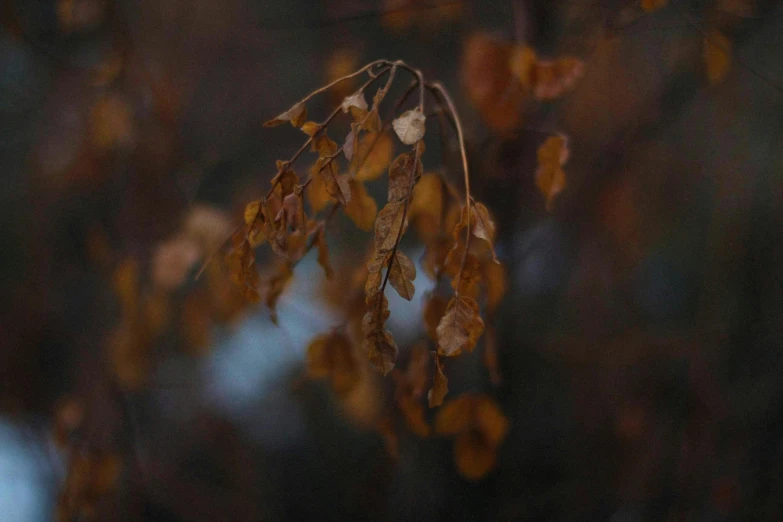 the brown foliage on this tree is dead