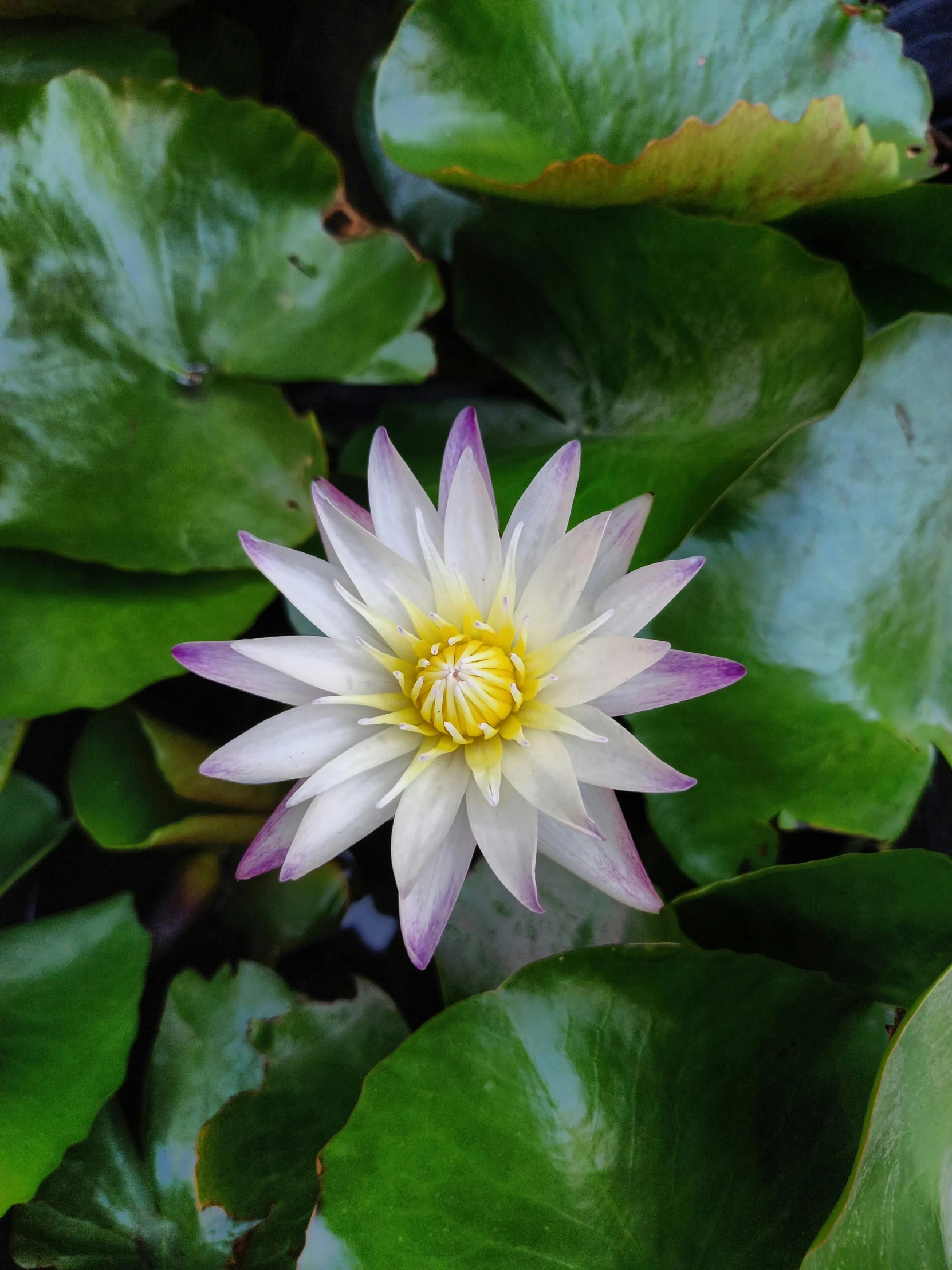 a waterlily plant with large leaves surrounding it