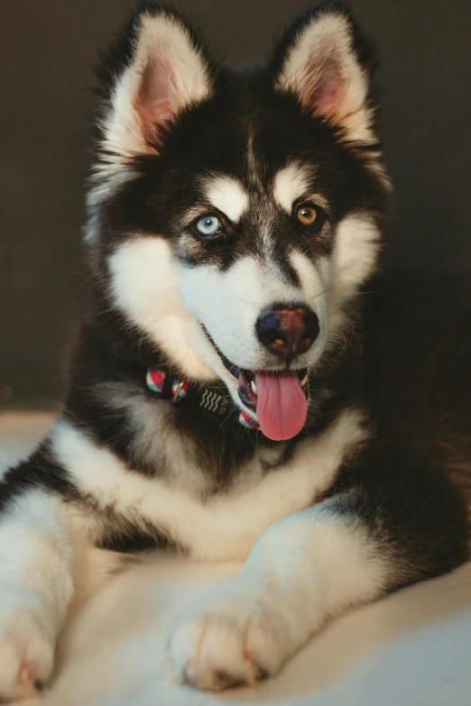 a black and white dog sitting on the floor