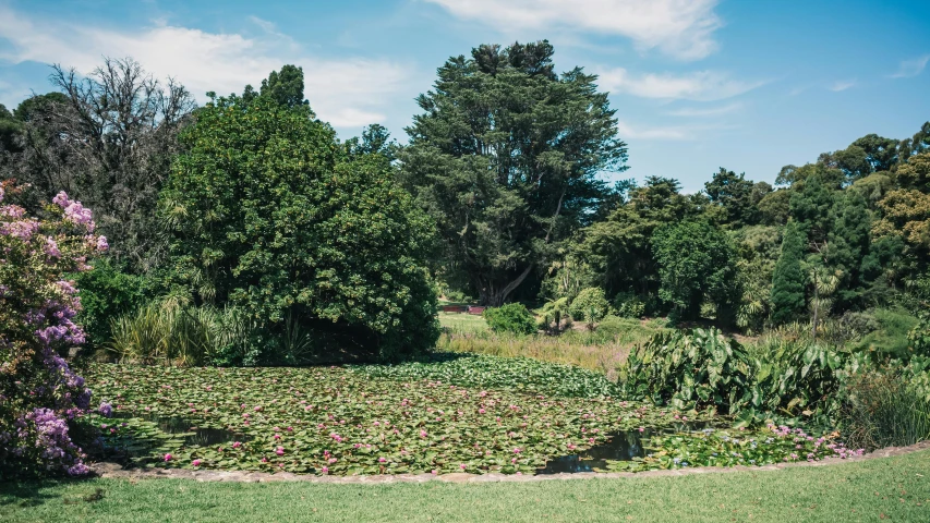 the green field is next to many trees