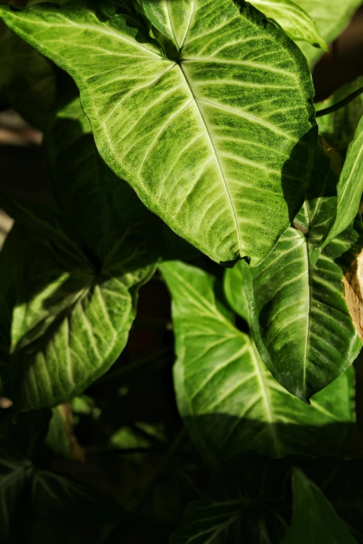 there are a lot of large green plants growing