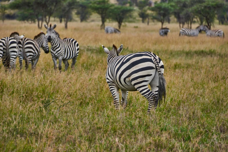 a herd of zes grazing on a grassy plain