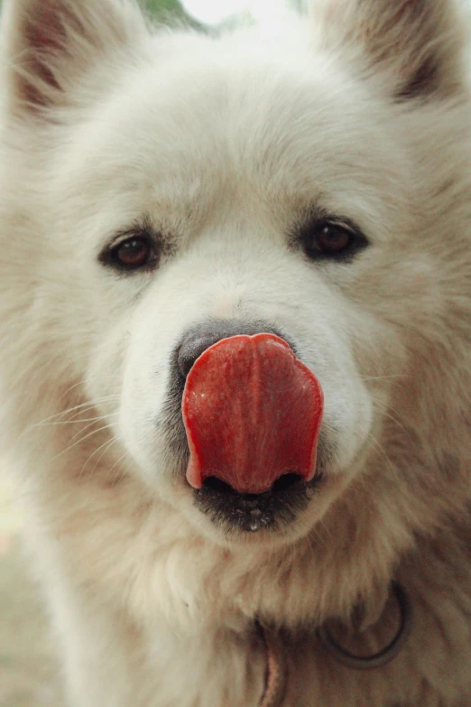 a white dog with its tongue sticking out