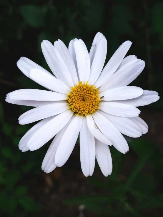 closeup of a flower with a bee in its center