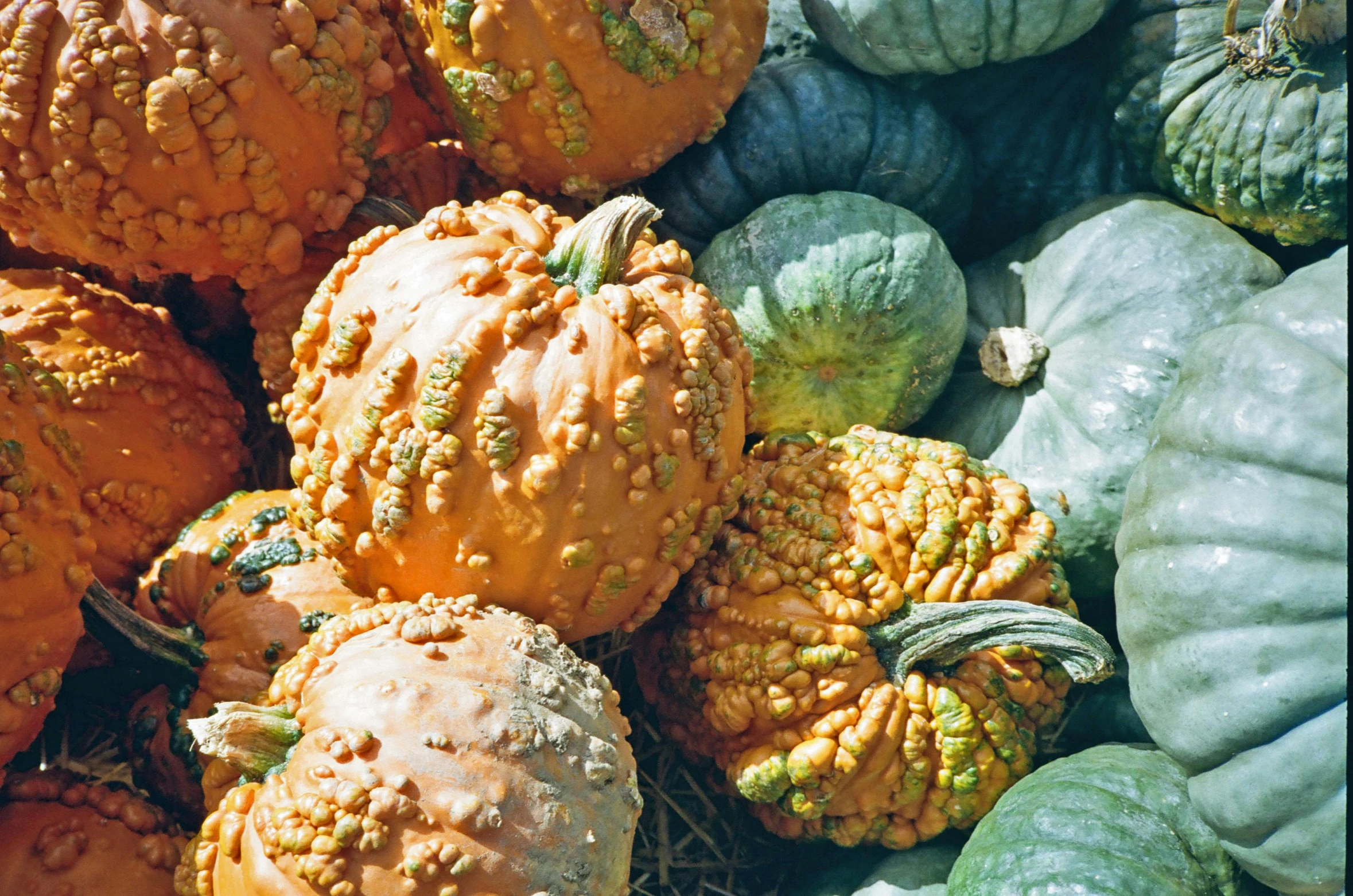 several gourds and squash on display for sale