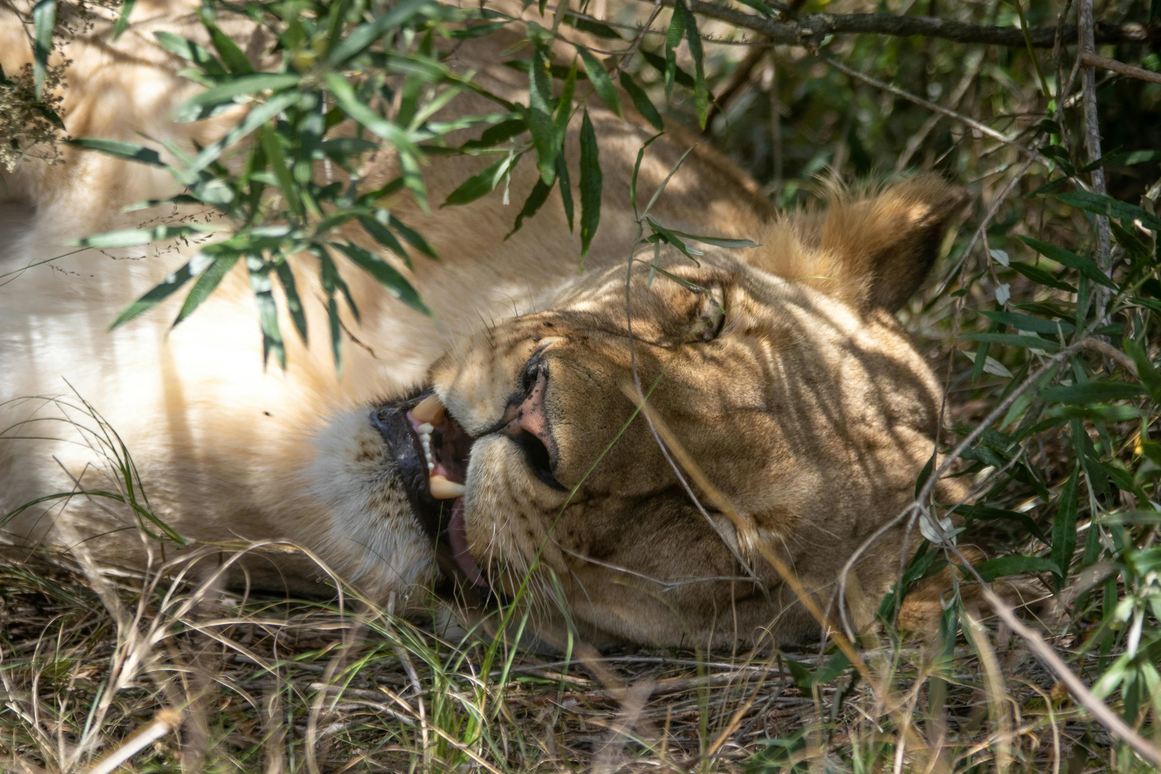 a young white tiger laying in the grass and chewing on some leaves