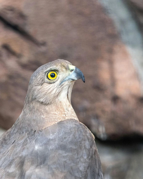 the bird is standing by itself in front of rocks