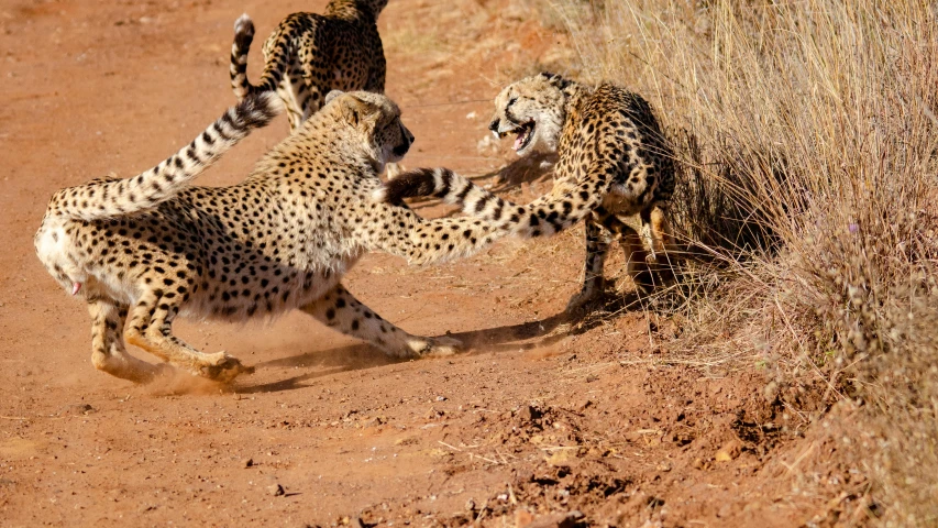 two cheetah cubs playing with each other