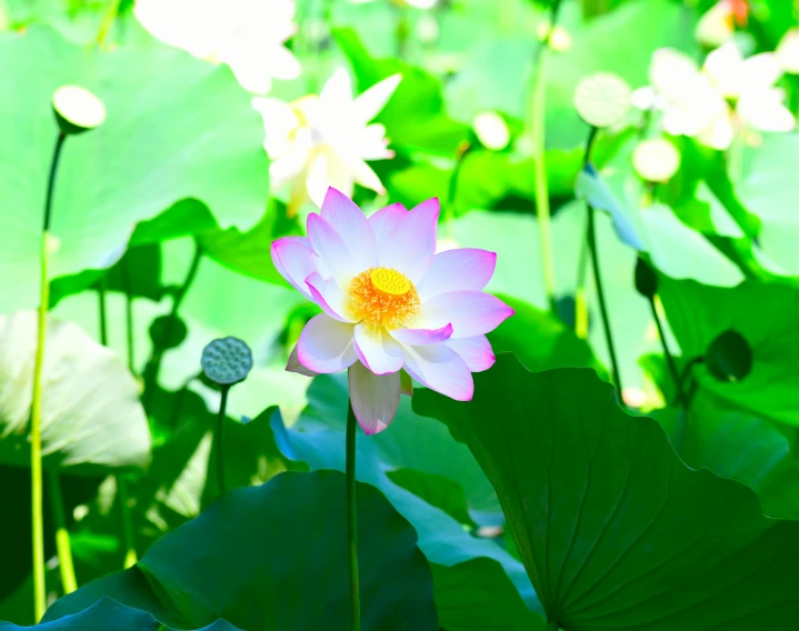 a pink lotus flower blooming among water lilies