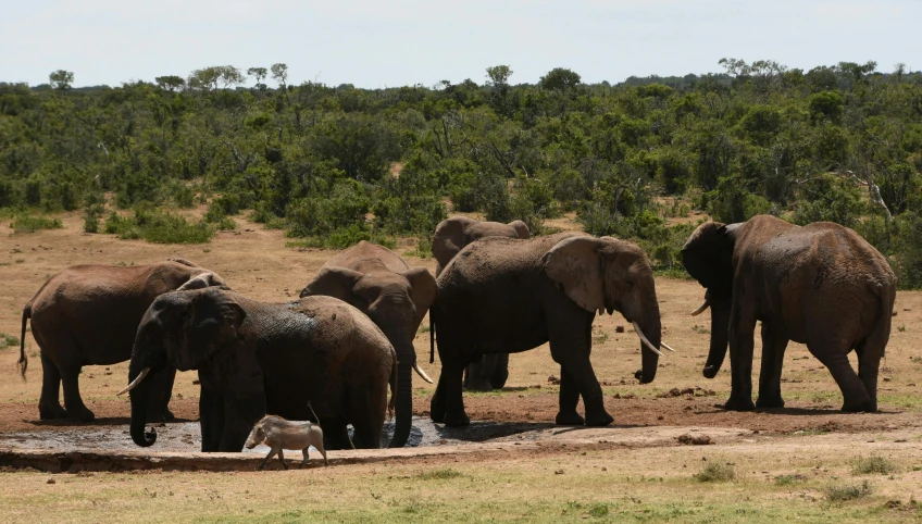 a herd of elephants standing on a field near a pond