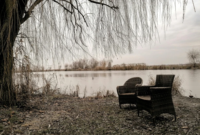 an empty bench under a weeping tree next to a body of water