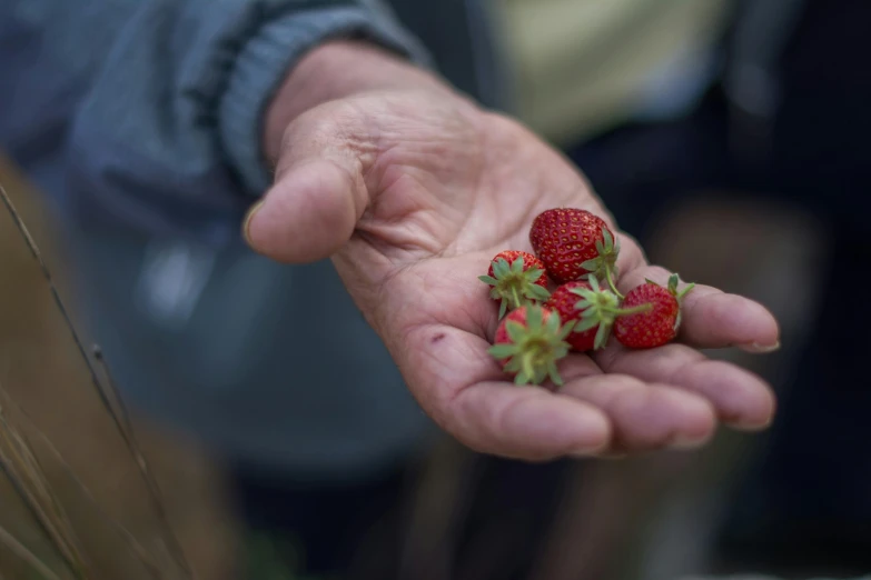 a close up of someone holding some fruit