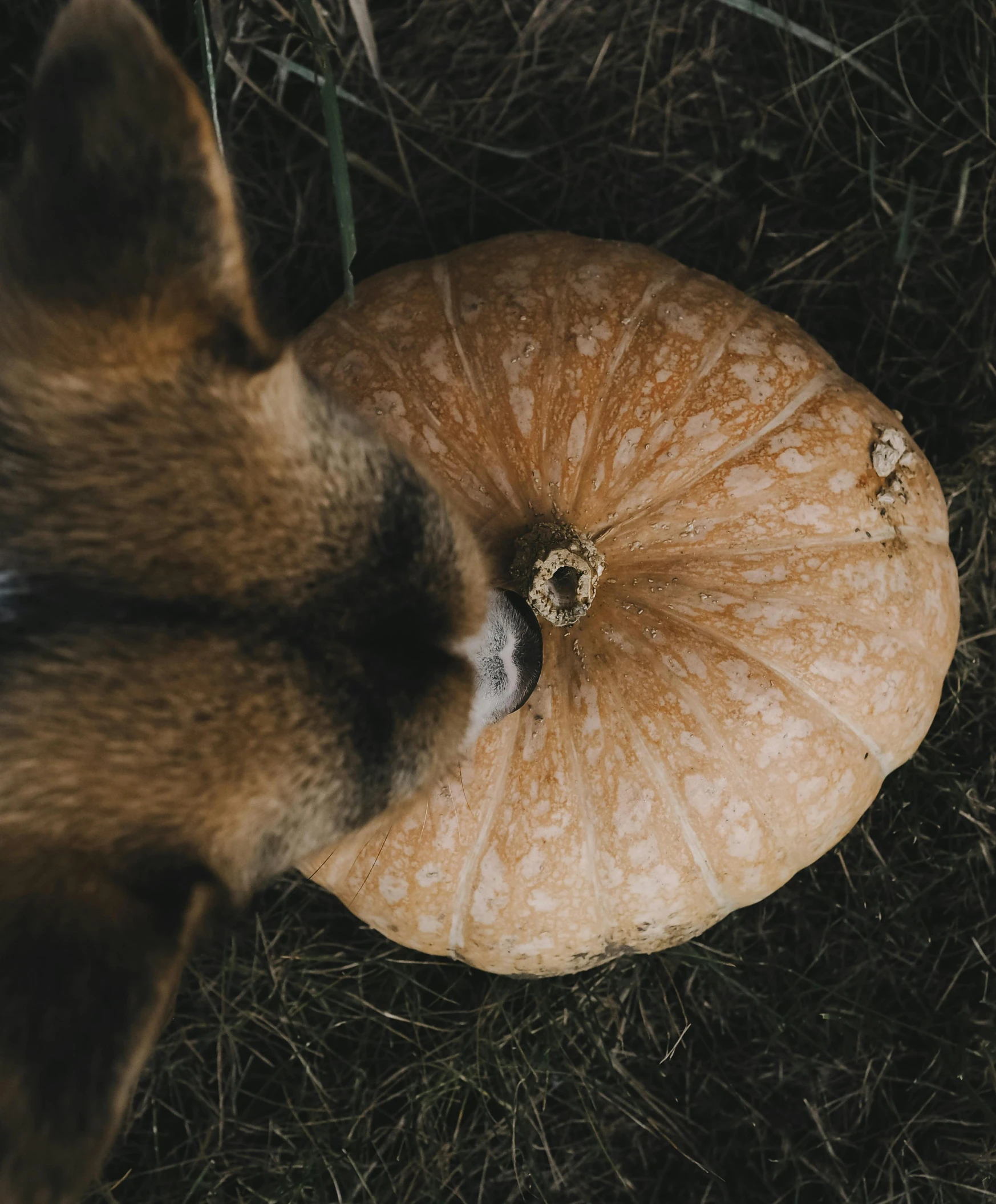 an animal laying in the grass near a pumpkin