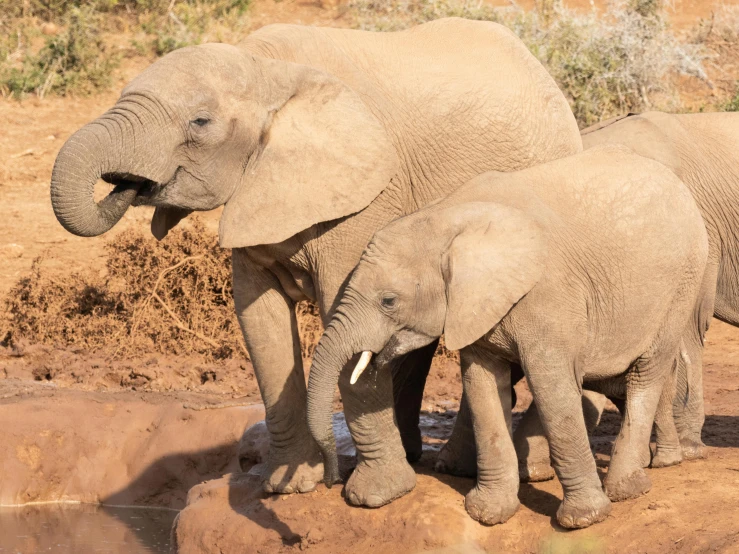 a baby elephant with it's head under the lip of another elephant