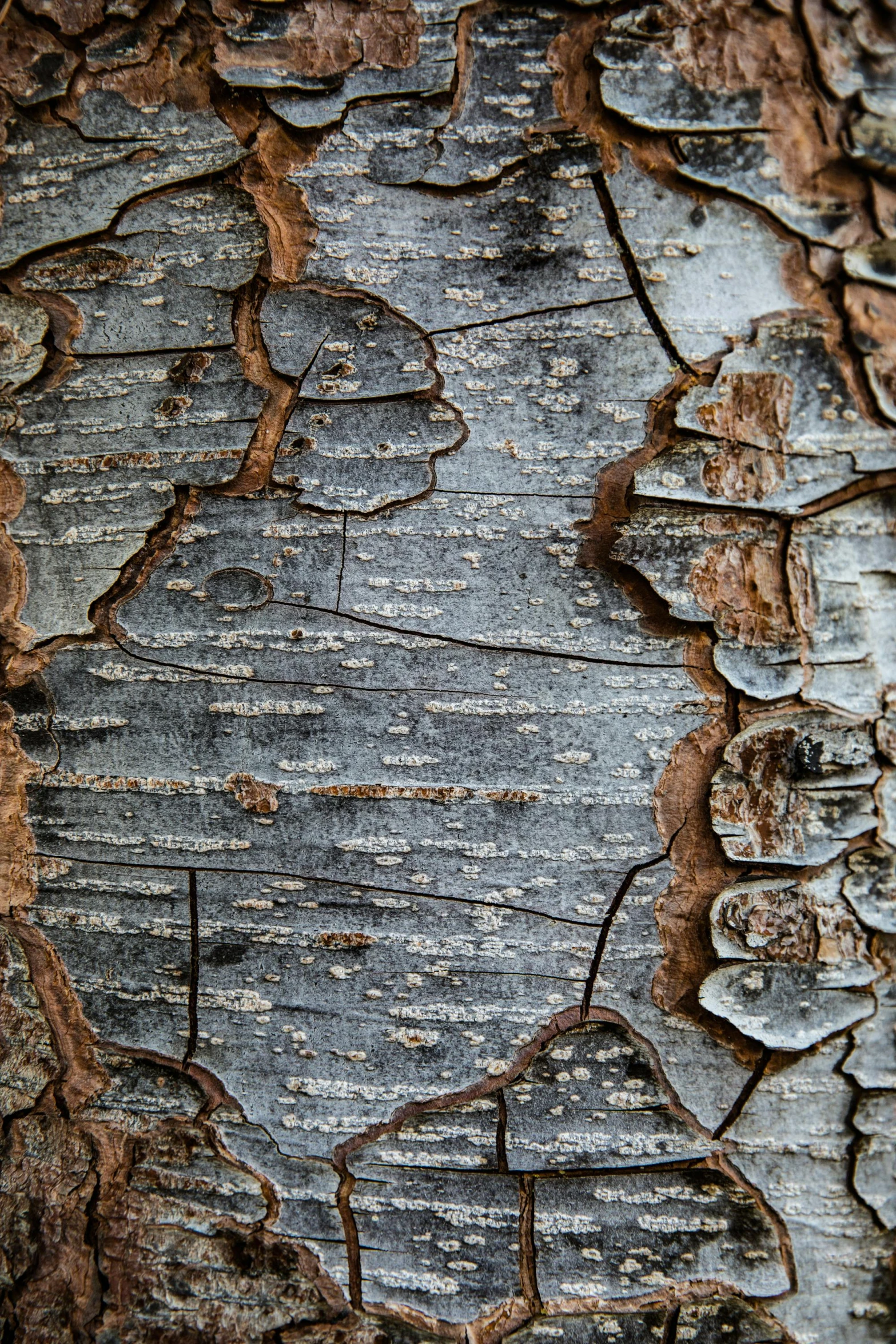 closeup of a tree bark with peeling peeling paint