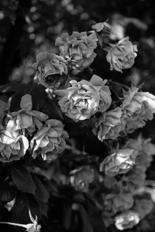 some flowers with the petals missing, and water droplets on them