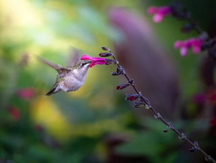 a hummingbird perches on a flower and reaches for its nectar