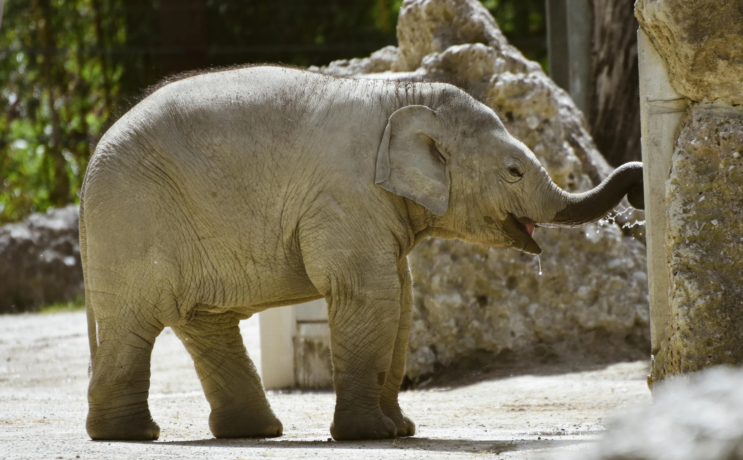 an elephant is playing with his trunk in a zoo