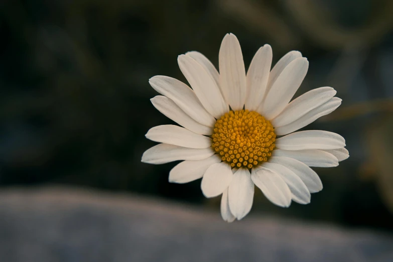 a lone white flower is shown against a dark background