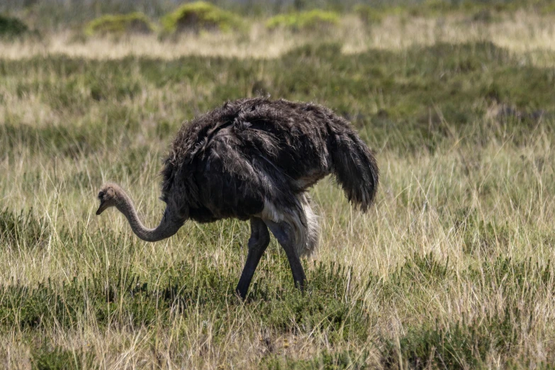 an ostrich moving across the plains, to pick up food